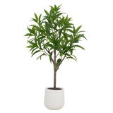 CGH, Árbol de Mango de Aspecto Natural