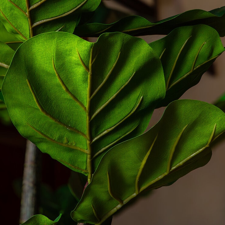 Apariencia Natural, Pandurata Artificial