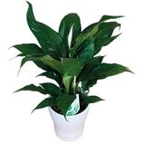 Chiltepec, Jet Natural en Maceta Blanca