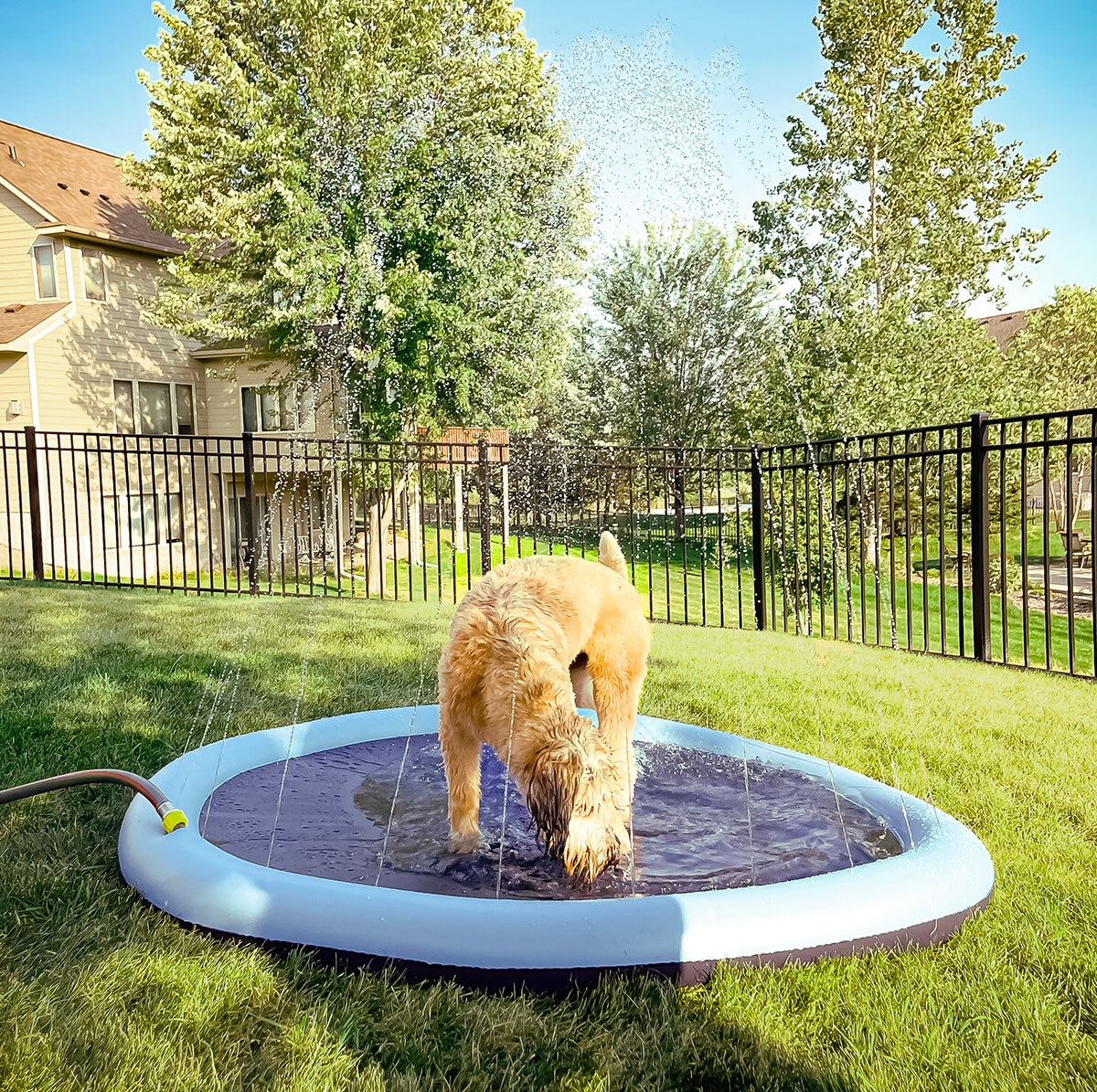 Companion Gear Tapete para Mascota