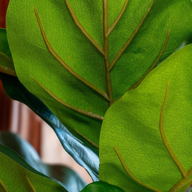 Apariencia Natural, Pandurata Mediano Artificial