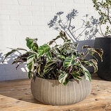 Over & Back, Pillarbloom Maceta de fibra de arcilla color arena.