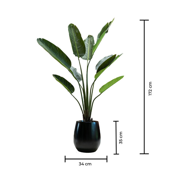 Apariencia Natural, Palmera Artificial