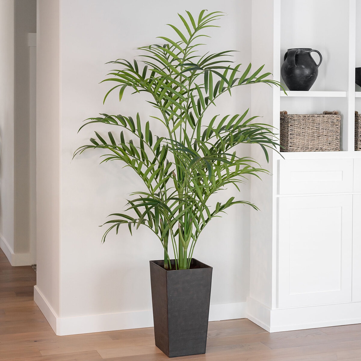 CG Hunter, Palmera Kentia de Aspecto Natural