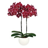 PREVENTA Chiltepec, Orquidea Sorpresa con Maceta para Día de las Madres